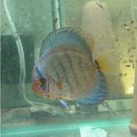 thumbnail for publication: Candidate Species for Florida Aquaculture: Discus Symphysodon spp., a Profitable but Challenging Species for Florida Aquaculture